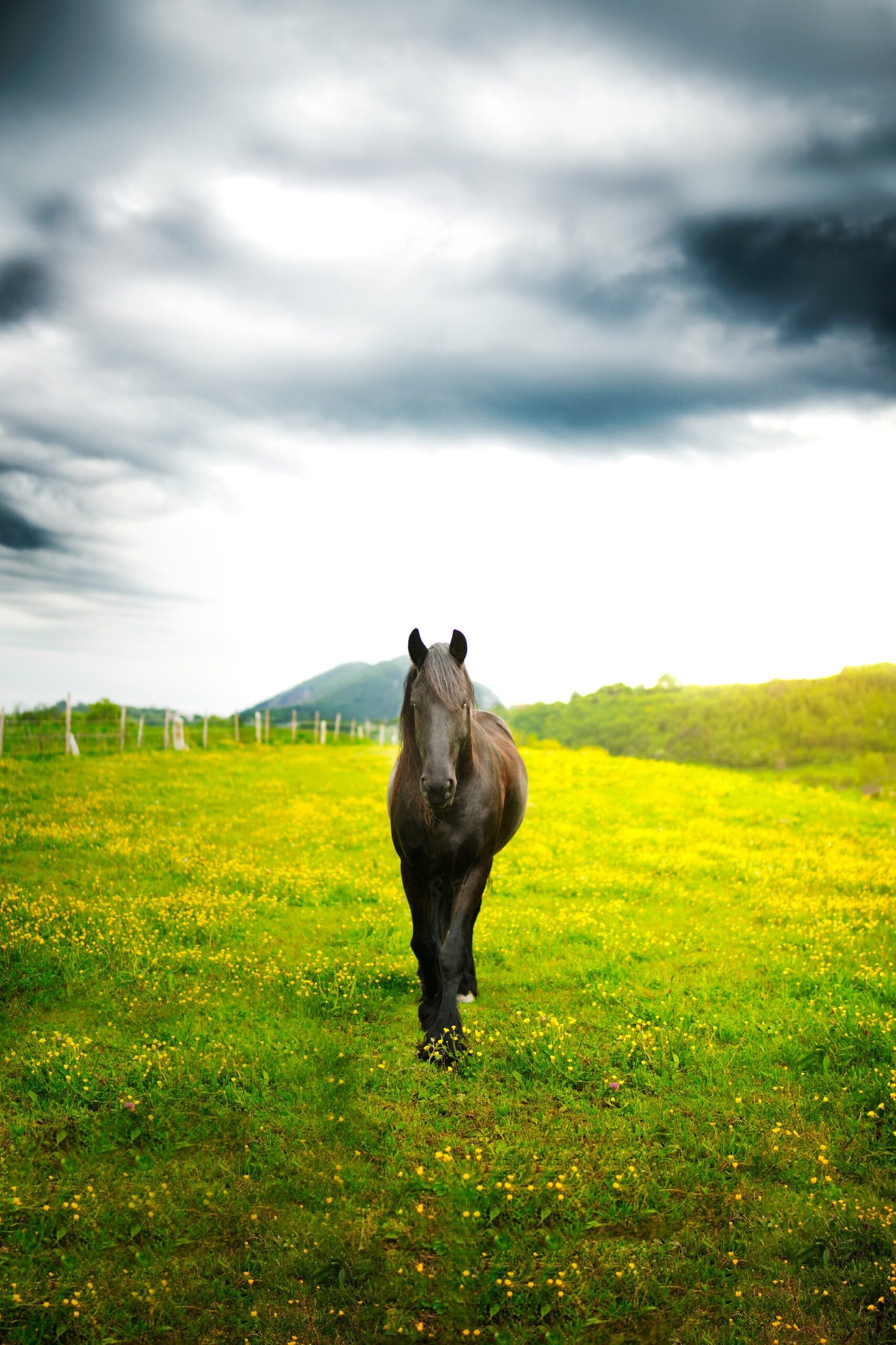 Gidran horse gift preview